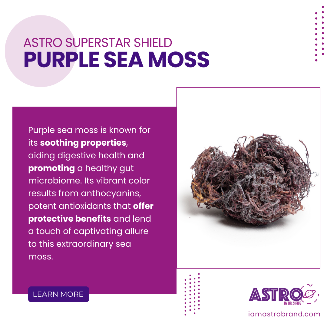Purple raw sea moss ball with vibrant color, highlighting its antioxidant-rich properties and health benefits.