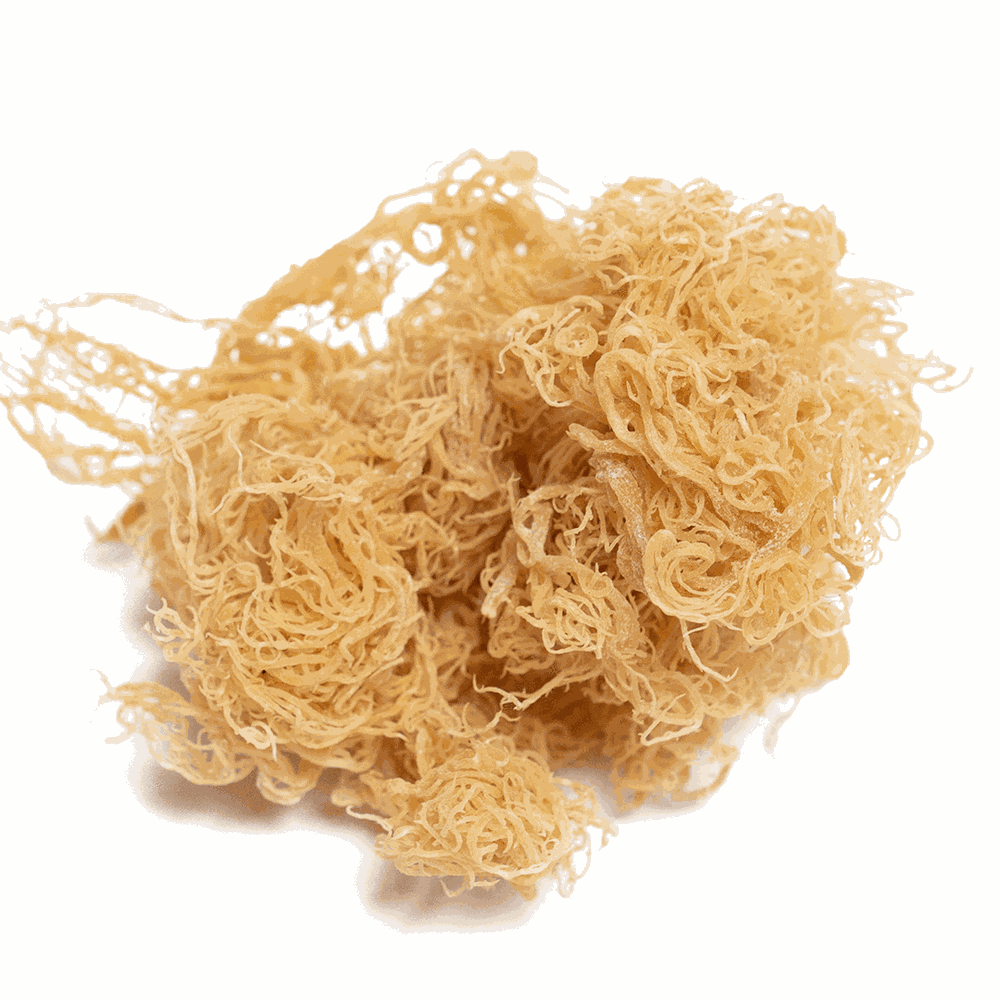 Astro Solar Strength raw gold sea moss natural ocean vitality Caribbean source