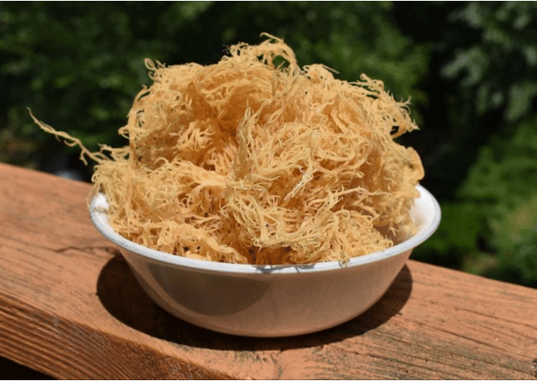 Different Types Of Sea Moss And Their Benefits