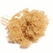 Astro Solar Strength raw gold sea moss natural ocean vitality Caribbean source